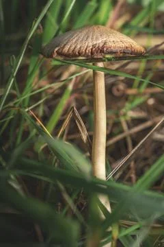 Mushroom in the grass Stock Photos