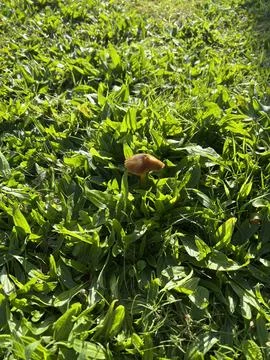 Mushroom in the grass Stock Photos
