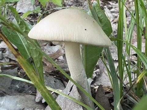 Mushroom in the Grass Stock Photos