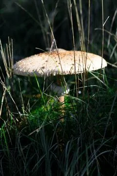 Mushroom in Grass Stock Photos