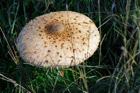Mushroom in Grass Stock Photos
