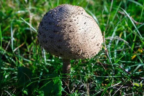 Mushroom in Grass Stock Photos