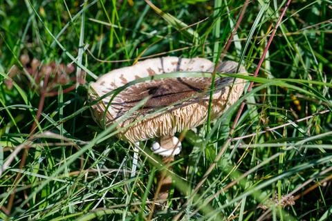 Mushroom in Grass Stock Photos