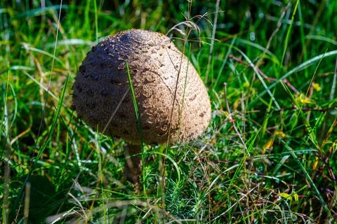 Mushroom in Grass Stock Photos