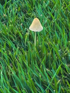 Mushroom-in-grass Stock Photos