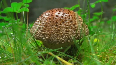 Mushroom on grassland Stock Footage 503173