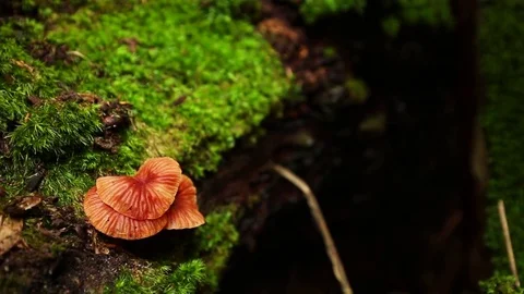 Mushroom in green forest. Stock Footage 77414051