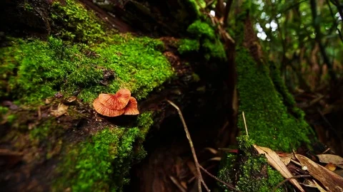 Mushroom in green forest. Stock Footage 77414786