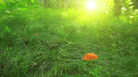 Mushroom in green grass Stock Footage 11883225