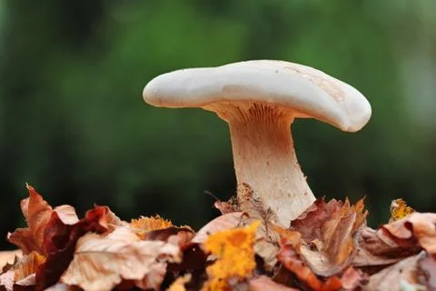 Mushroom in green nature Stock Photos