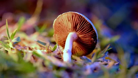 A mushroom is on the ground with its stem pointing up Stock Footage 295817813