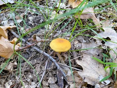Mushroom on the ground Stock Photos