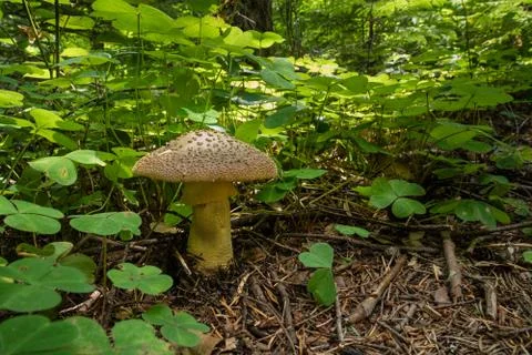 Mushroom growing amoung Oxalis  in an old-growth forest Stock Photos