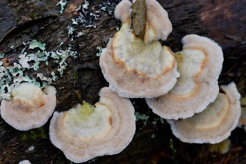 Mushroom growing on a dead stem of pine. Foto stock