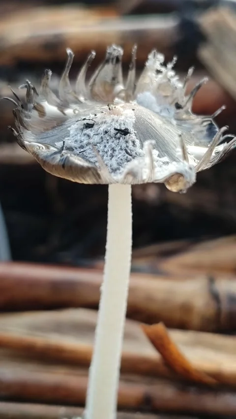 Mushroom Growing on Dead Sugarcane Stem Stock Footage 324854523