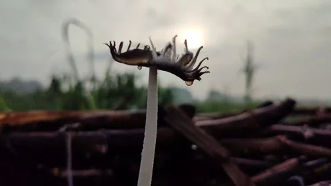 Mushroom Growing on Dead Sugarcane Stem Stock Footage 324854526