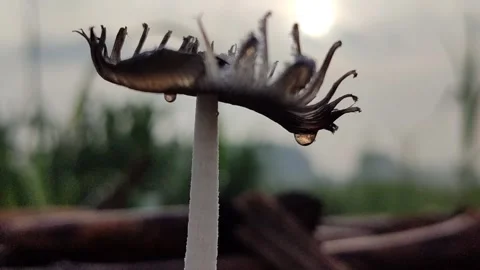 Mushroom Growing on Dead Sugarcane Stem Stock Footage 324854551