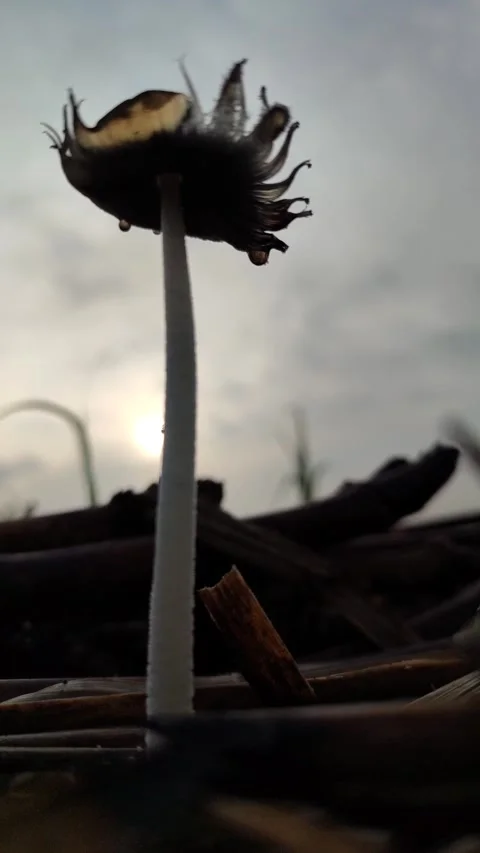 Mushroom Growing on Dead Sugarcane Stem Stock Footage 324854555
