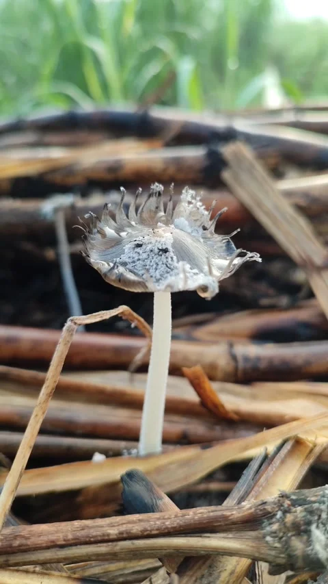 Mushroom Growing on Dead Sugarcane Stem Stock Footage 324854577