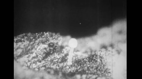 Mushroom growing from decayed wood Stock Footage 37592625