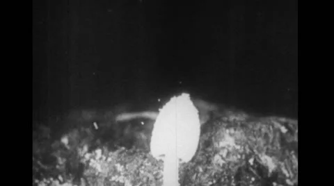 Mushroom growing from decayed wood Stock Footage 37592663