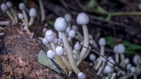 Mushroom growing Stock Footage 247449998