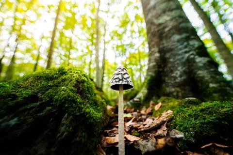 Mushroom growing on the forest between the trees Stock Photos