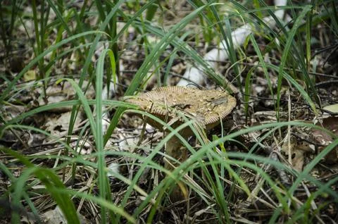 Mushroom growing in the grass in the forest. Selective focus. Stock Photos