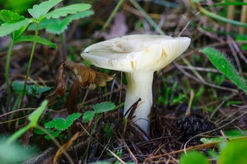 Mushroom growing in the grass Stock Photos