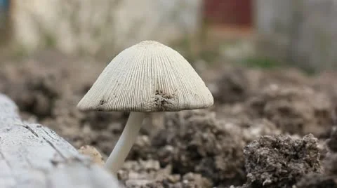 Mushroom growing on the ground Stock Footage 22426083