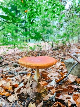 Mushroom Growing in Leaf Covered Forest Floor Stock Photos