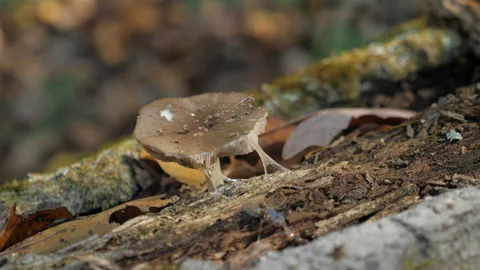 Mushroom Growing on a Log 스톡 동영상 151702438