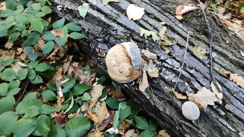 Mushroom Growing Out Of The Trunk Of A Tree Video stock 140466751