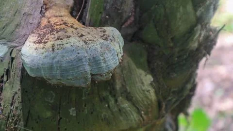 A mushroom growing on a tree as a background Stockfoto's