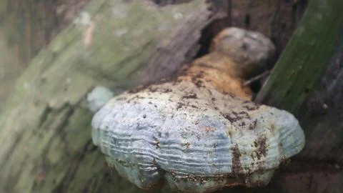 A mushroom growing on a tree as a background Foto stock