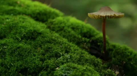 Mushroom growing from tree Stock Footage 12094879
