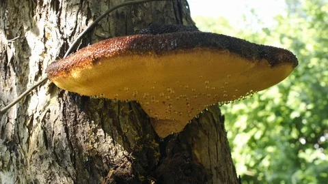 Mushroom growing on a tree Stock Footage 115458551