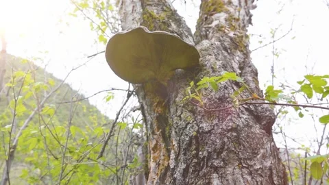 Mushroom growing on a tree 스톡 동영상 243085714