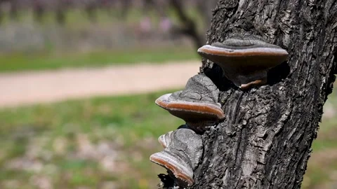 Mushroom growing on tree. Fungus pest. Plant disease. Parasites on bark. Video stock 268992353