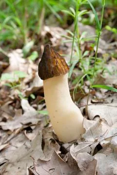 Mushroom growing under the canopy summer day. Stock Photos