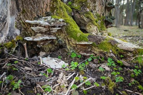 Mushroom growing under tree Stock Photos