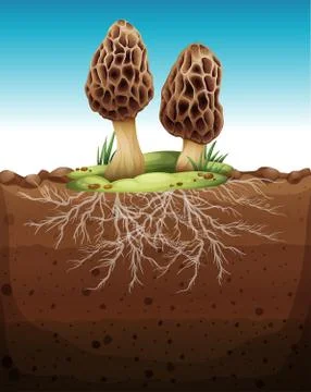 Mushroom growing from underground Illustration