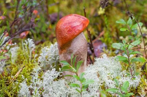 Mushroom grown in the forest Stock Photos