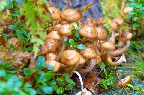 Mushroom grown in the forest Foto stock