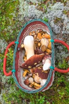 Mushroom grown in the forest Stock-Fotos