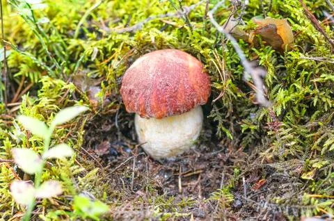 Mushroom grown in the forest Stock Photos
