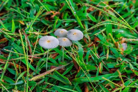 Mushroom grown in the grass Background Foto stock