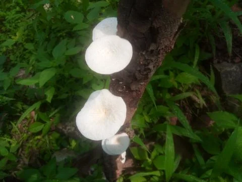 Mushroom grown on tree Stock Photos