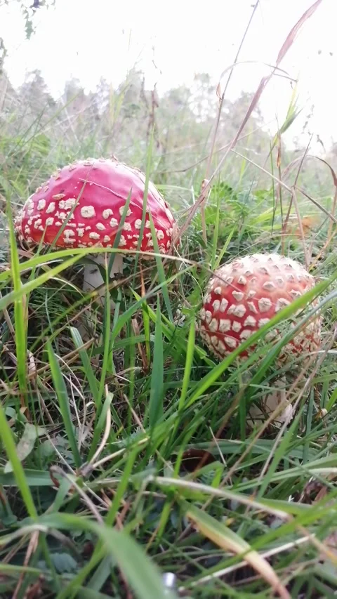 The mushroom grows among the grass,an overcast September evening, grass Stock Footage 139884591