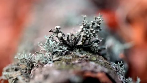 Mushroom grows on the bark of an old tree in a beech forest 動画素材 170012203